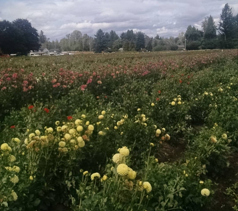 Swan Island Dahlias - Canby, OR