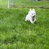 Luxemburg Pet Resort gallery