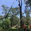 A-1 Discount Tree & Lawn Service LLC - Tree Service