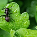 Insight Pest Solutions - Rexburg, ID - Termite Control