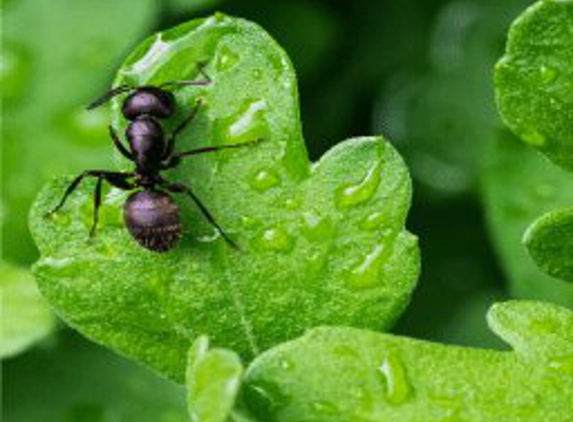 Insight Pest Solutions - Nashua, NH