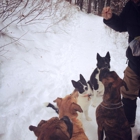 Wagging Tails and Mountain Trails