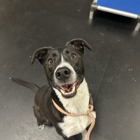 Partners Dog Training, Daycare and Resort