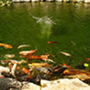 Waterscapes Unlimited, Inc. - Ponds & Pond Supplies