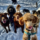 Goldiewalks - Pet Grooming