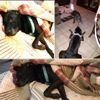 Humane Society Of Polk County gallery