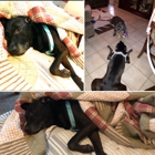 Humane Society Of Polk County