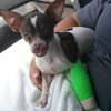 Dallas Veterinary Surgical Center (DVSC) - Grapevine gallery