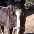 Los Angeles Children's Riding Center - Horse Training