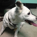 Midcity Veterinary Hospital - Veterinary Clinics & Hospitals