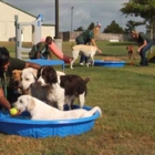 Rover Oaks Pet Resort, Katy