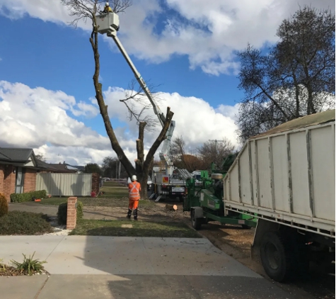 Livingstone Tree Service