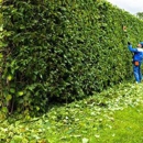 TreeTop Tree Service - Arborists