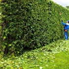 TreeTop Tree Service