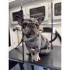 Pooch Wagon Mobile Dog Grooming gallery