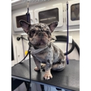 Pooch Wagon Mobile Dog Grooming - Pet Grooming