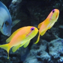 Living Art Aquariums - Aquariums & Aquarium Supplies