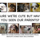 Paradise Puppies & Boutique - Boutique Items