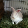 Rabbit Ears Pet Supply gallery