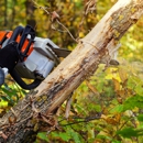 Traditional Tree Service - Tree Service