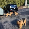 Bulger Animal Hospital Grooming gallery