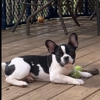 Franceschi French Bulldogs gallery
