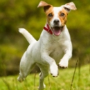 Happy Tails Pet Care - Kennels