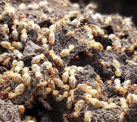Picton Pest Control