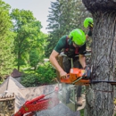 Woodman Tree Service - Tree Service