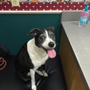 Boyette Animal Hospital, Inc. - Veterinarians