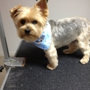 Pampered Puppy Dog Grooming