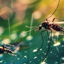 Ewert Pest and Wildlife Control - Pest Control Equipment & Supplies