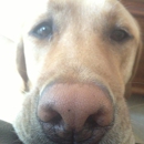 The Grateful Dog - Pet Services
