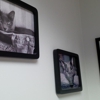 TOPS Veterinary Rehabilitation, A Thrive Pet Healthcare Partner gallery