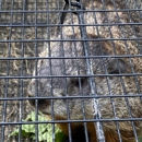 Varment Guard Wildlife Services - Pet Services