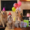 Beverly Hills Divas' & Beaus' Boutique & Grooming Salon gallery