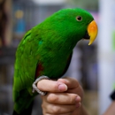 Rhonda's Aviary Birds and More - Pet Stores