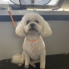 Going To The Dogs Shelley's Mobile Grooming Service