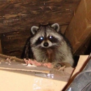 Get Your Critters! LLC Wildlife and Pest Control - Pest Control Services