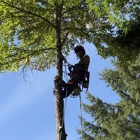 Aadams Tree Service, Trimming, & Stump Grinding Woodinville Wa
