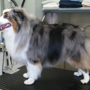 Morningstar Dog Grooming