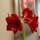 Cary Pediatric Dentistry - Dentists