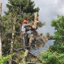 AAA Tree Care and Landscaping - Tree Service
