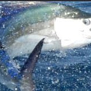 Southern Comfort IV Charters - Fishing Charters & Parties