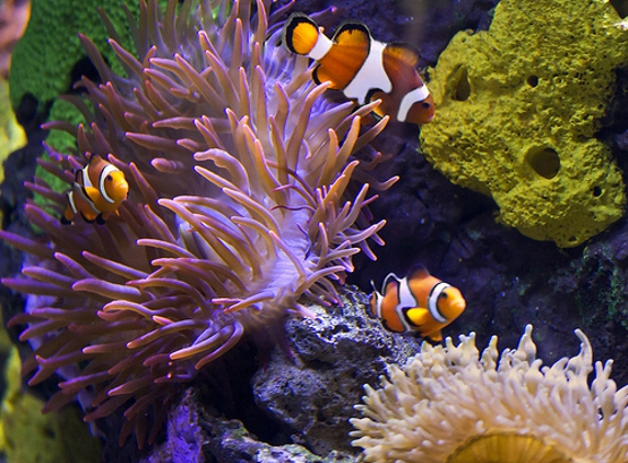 Aquarium Designs, Inc. - Las Vegas, NV. One of the few that know what theyre doing when maintaining thousands and thousands of dollars worth of livestock alone.