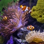 Aquarium Designs, Inc.