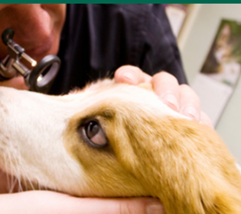Animal Care Center of Green Valley - Green Valley, AZ