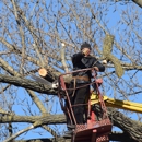 Tree Cutting & Trimming - Tree Service