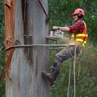 Precision Tree Service