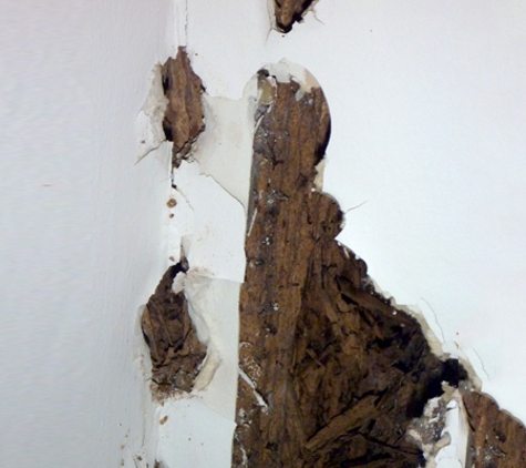 Cure-All White Ant Man. Termite Infestation